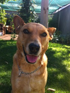 Maggie, our treasured family pet