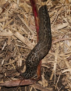 This is what that antler belonged to