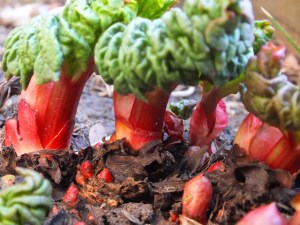 Rhubarb shoots FreeTiiuPix.com