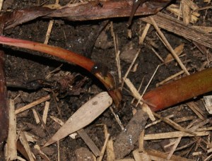 That little black slug is barely visible but see that antler poking into the picture on the top right?