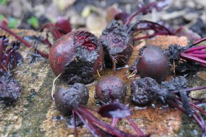 I'm guessing woodlice were responsible