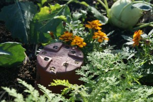 A woodlice trap among the Kohlrabi and 