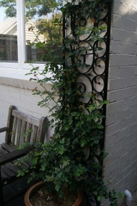 The David Austin heritage rose will burst into bloom one day soon