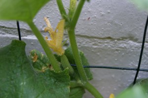 The cucumber looks promising