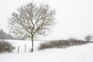 It wasn't as snowy as this pic from my award-winning photographer sister Wendy, but you get the idea.