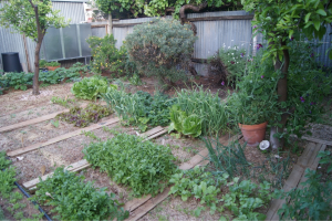 The garden in Broken Hill was gloriously productive