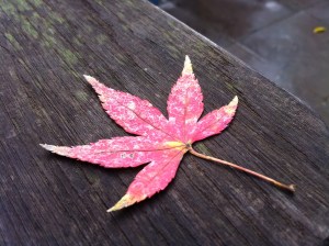 The fragile beauty of a leaf before it crumbles