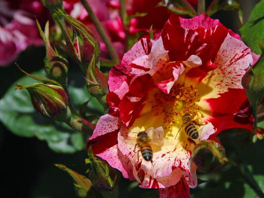 bees-at-the-rose