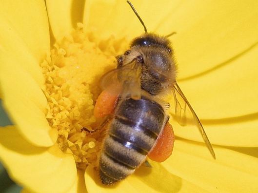 bees-flowers-pollen / www.public-domain-image.com (public domain image)