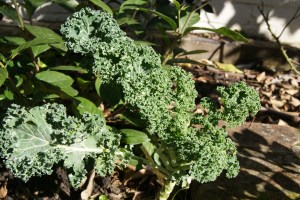 Curly kale will grow in a shady spot