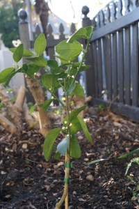 This miniature lime should do well in the front garden