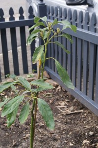 I'm hoping the avocado will survive