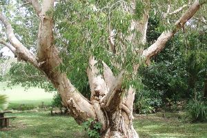 paperbark tree (photographer Greg Muller)