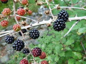 blackberries-263313_1920