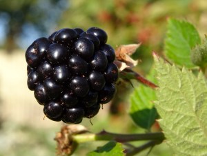 blackberry-958401_1920
