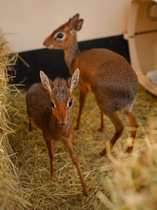 dik-dik
